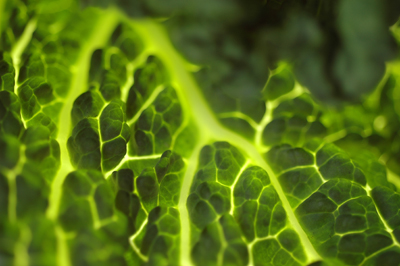 chard
